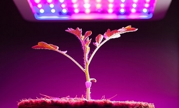 LED luči za spodbujanje rasti