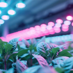 GROW LED svetila – luči, cevi, trakovi in žarnice za rastline | SuperStrela.com GROW LED svetila za rastline – cevne LED grow luči, LED grow trakovi, grow žarnice in full spectrum LED lučke za pospešeno rast rastlin – SuperStrela.com